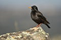starling perches on the rock in the field Royalty Free Stock Photo