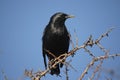A starling perches Royalty Free Stock Photo