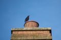 Starling perching on a Chimney roof with a blue sky background