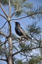 Starling on a pine tree