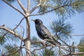 Starling on a pine tree