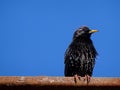 A starling on a pole Royalty Free Stock Photo