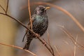 Starling Portrait up close in the natural environment Royalty Free Stock Photo