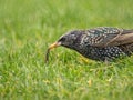 Starling bird pulling a worm from the ground