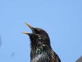 Starling with it`s beak wide open singing Royalty Free Stock Photo