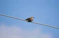 Starling sitting on the wire and looking at the camera. The wind Royalty Free Stock Photo