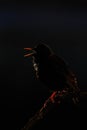 Starling singing in contra light Royalty Free Stock Photo