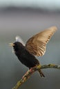 Starling singing in the spring Royalty Free Stock Photo