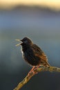 Starling singing in the spring Royalty Free Stock Photo