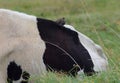 The starling sits on the back of a cow