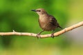 Starling sits on a branch green background sunny day Royalty Free Stock Photo