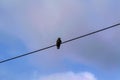 Starling sits on an electric wire against a cloudy sky