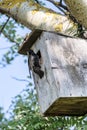 Starling sits near it birdhouse