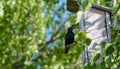 Starling sits on a perch near a birdhouse with an insect in its beak