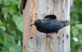 Starling sits on a perch near a birdhouse with an insect in its beak
