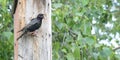 Starling sits on a perch near a birdhouse with an open beak.