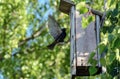 Starling sits on a perch near a birdhouse with spread wings