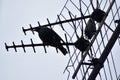 The starling sits on television antennas.