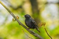 Starling sits on a tree branch. green background, close-up