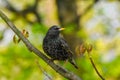 Starling sits on a tree branch. green background, close-up