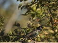 Starling sitting on fence Royalty Free Stock Photo