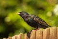 A starling sitting on garden fence Royalty Free Stock Photo