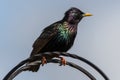 Starling sitting on metal arch