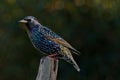 Starling sitting on a perch Royalty Free Stock Photo