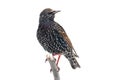 Starling In Snow - Isolated