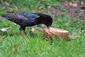 Starling speckled noisy birds Royalty Free Stock Photo