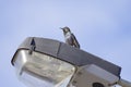 Starling on a street lamp