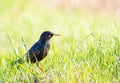 Starling, Sturnus. Bird in the evening walks through the meadow among the grass in search of food Royalty Free Stock Photo