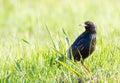 Starling, Sturnus. Bird in the evening walks through the meadow among the grass in search of food Royalty Free Stock Photo