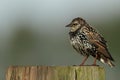 Starling, Sturnus vulgaris