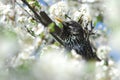 Starling (Sturnus vulgaris) Royalty Free Stock Photo