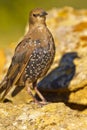 Starling, Sturnus vulgaris