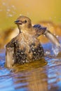 Starling, Sturnus vulgaris, Forest Pond, Spanish Forest, Spain