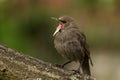 Starling (Sturnus vulgaris) juvenile