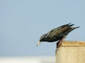 Starling (sturnus vulgaris) Ready...steady...