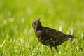 The starling Sturnus vulgaris sits on the grass