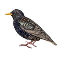 Starling Sturnus vulgaris