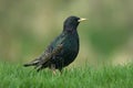 Starling (Sturnus vulgaris)