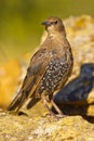 Starling, Sturnus vulgaris