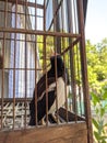 starling suren who was looking back when caught on camera in the cage Royalty Free Stock Photo