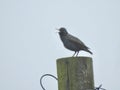 Starling on a telegraph pole Royalty Free Stock Photo