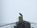 Starling on a telegraph pole Royalty Free Stock Photo