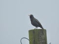 Starling on a telegraph pole Royalty Free Stock Photo