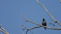 Loopable Starling over the branch tweeting