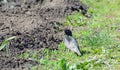 Starling walks on grass and on a plowed field in search of food Royalty Free Stock Photo