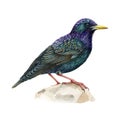 Starling watercolor illustration. Hand drawn realistic Sturnus vulgarit avian. Common european starling. Forest and park